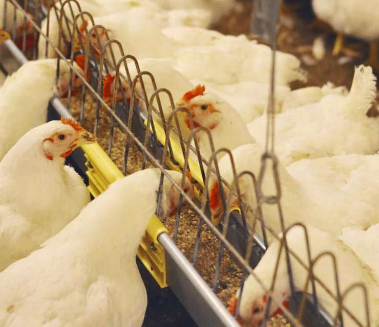 The Fortena® chain feeding system is the perfect solution to get the feed to the hens as completely as possible