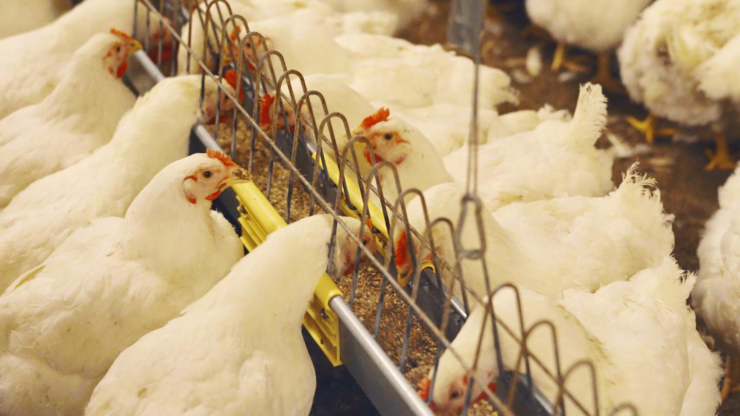The Fortena® chain feeding system is the perfect solution to get the feed to the hens as completely as possible