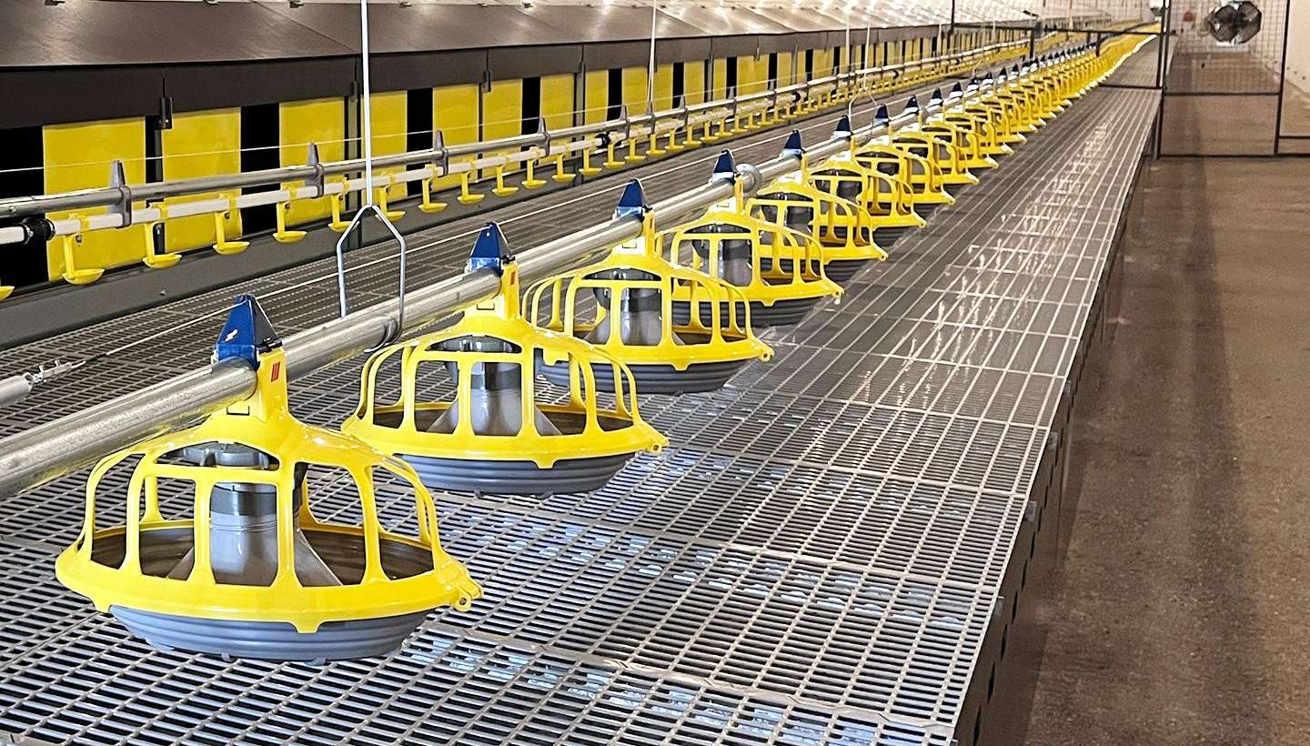 Optimal egg production in Serbia with Roxell’s total solution for commercial layers