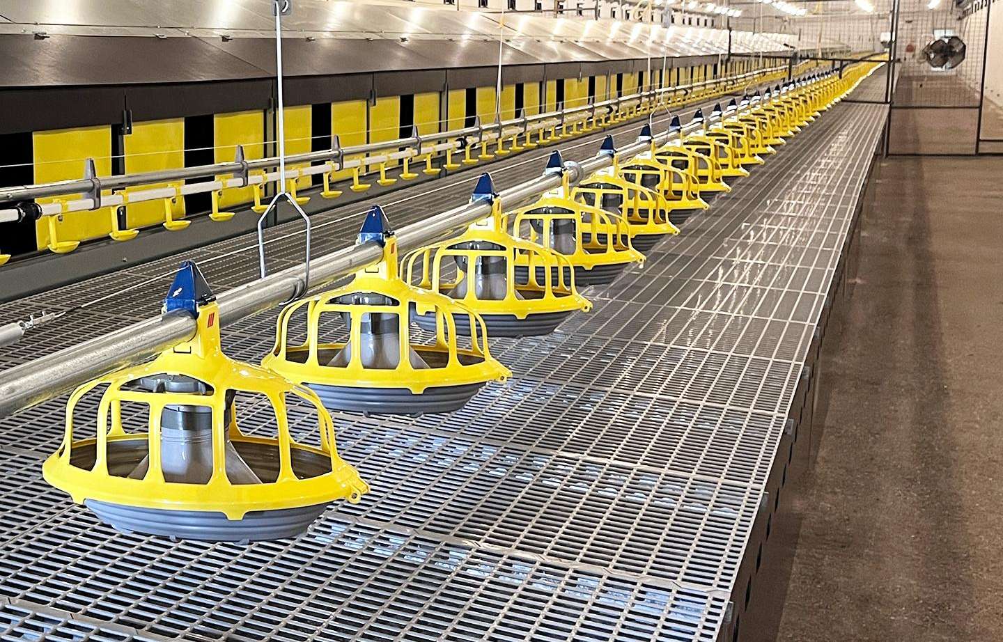 Optimal egg production in Serbia with Roxell’s total solution for commercial layers