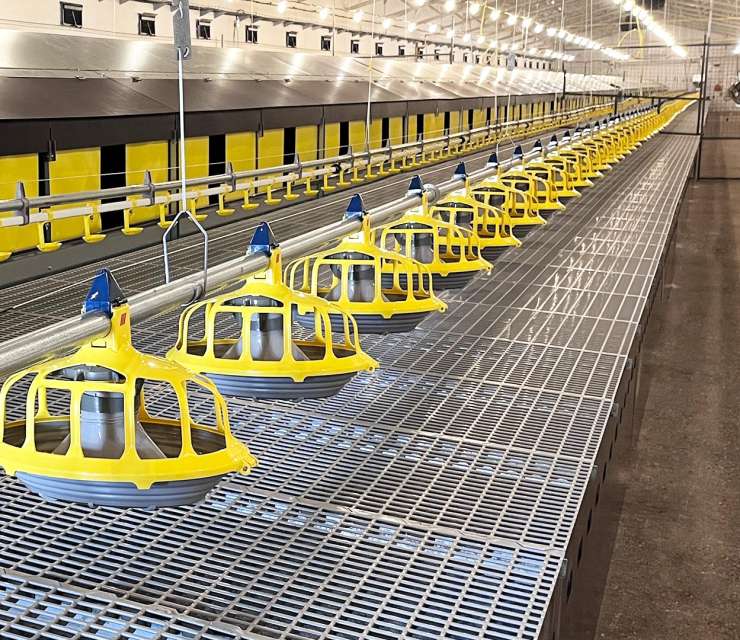 Optimal egg production in Serbia with Roxell’s total solution for commercial layers