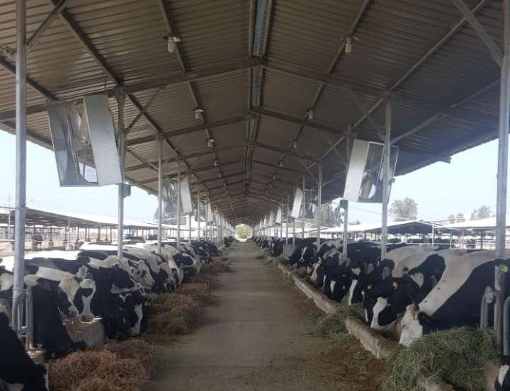 Modern Dairy Transformation – Nile Delta, Egypt
