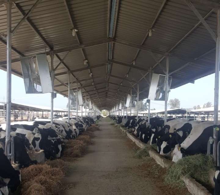 Modern Dairy Transformation – Nile Delta, Egypt