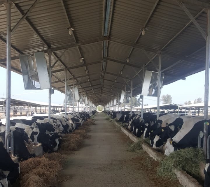 Modern Dairy Transformation – Nile Delta, Egypt