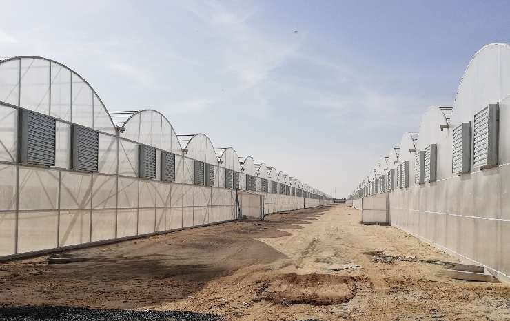 Case Study: Sustainable Year-Round Production – Abu Dhabi, UAE